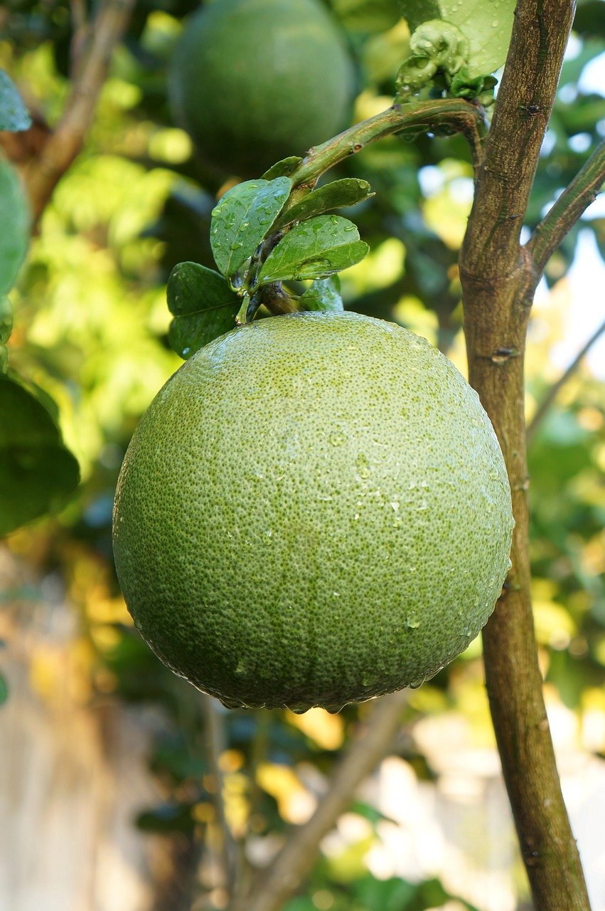 grapefruit, green skin pomelo grapefruit, fruit-3367721.jpg
